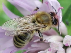 Worker Bee on Flower