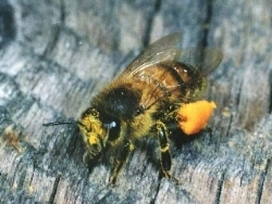 Pollen-laden Worker Bee