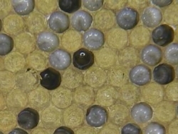 Larvae and pupae