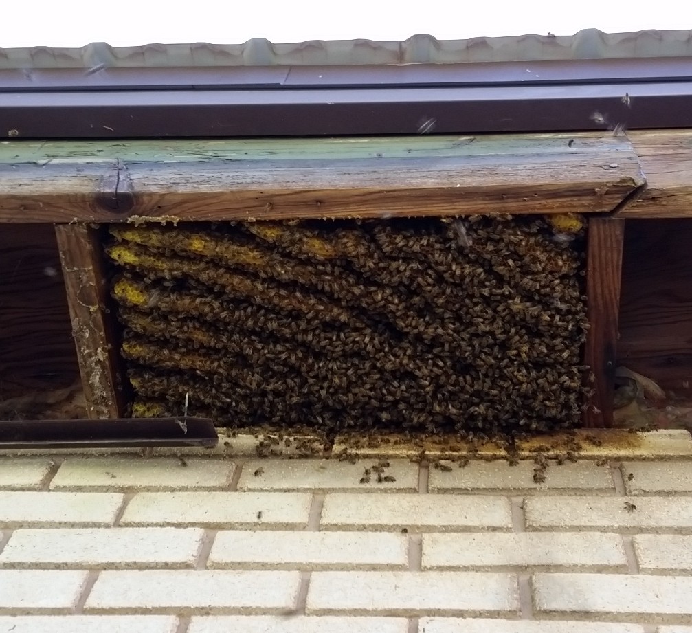 Honey bees in siffit of home in Parowan Utah, 2015